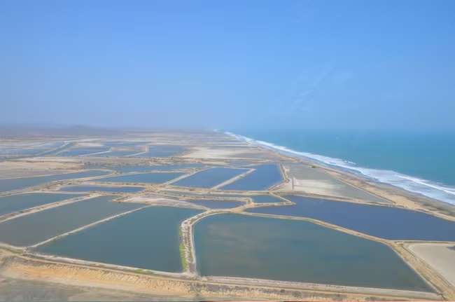 Chương trình giáo dục về tính bền vững được triển khai cho ngành tôm của Ecuador 