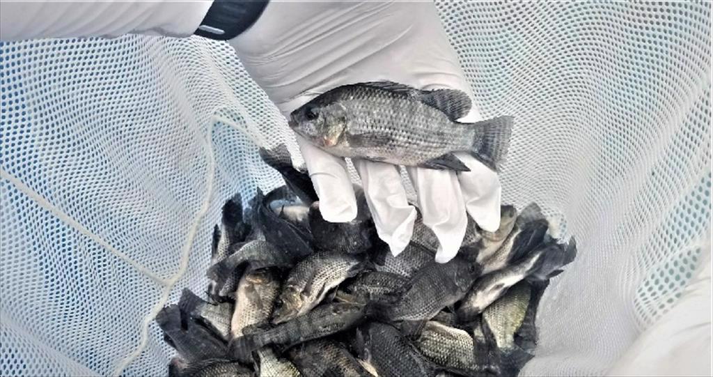 Hải Nam (Trung Quốc) Các trại nuôi cá rô phi vẫn chưa phục hồi sau bão