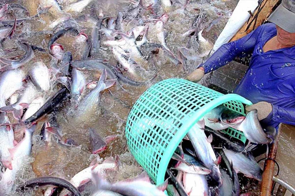 Thủy sản Vĩnh Hoàn (VHC) độc chiếm mảng cá tra fillet Việt Nam xuất khẩu sang Mỹ