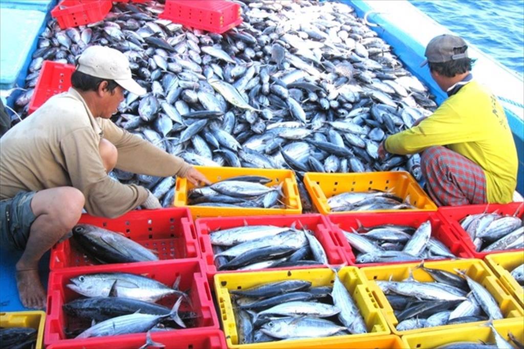 Thanh tra châu Âu tới Việt Nam xem xét khả năng gỡ thẻ vàng thủy sản