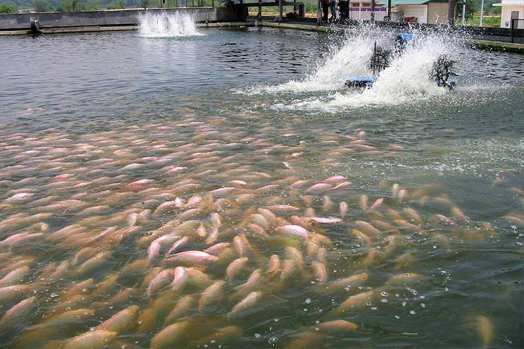 Thủ tướng yêu cầu triển khai kịp thời giải pháp phục hồi sản xuất, nhất là thủy sản sau bão số 3