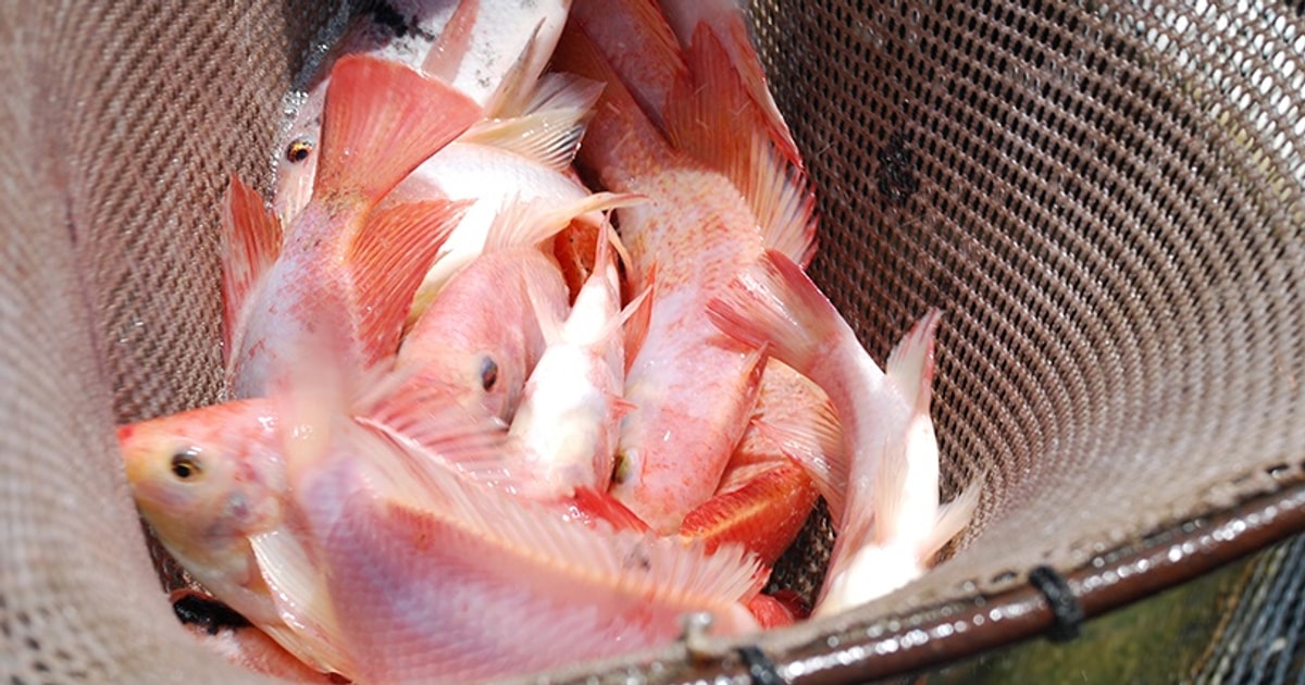 An Giang Giá một số loài cá thịt trắng ngày 03102024