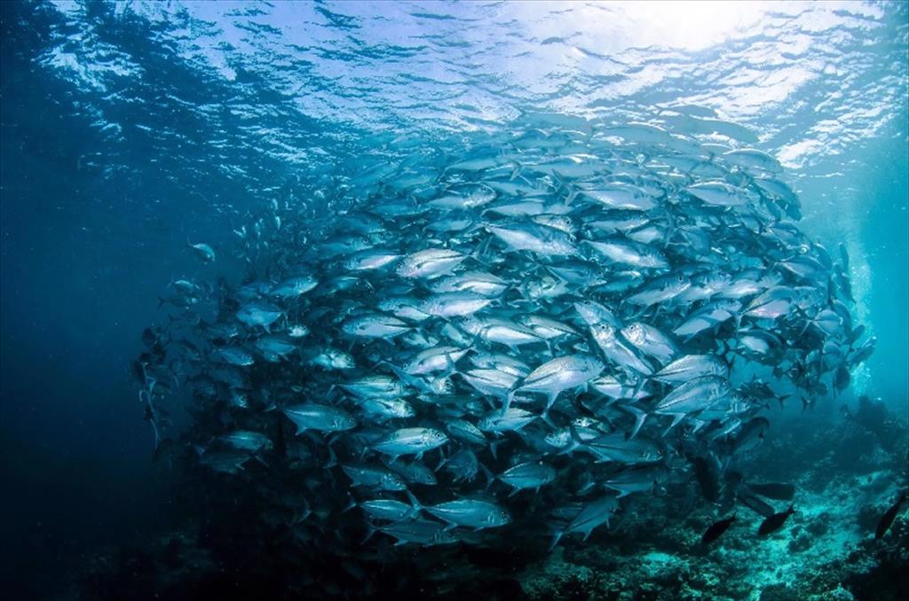 MSC Bắc Đại Tây Dương ấm hơn gây tổn hại cho ngành thủy sản Canada