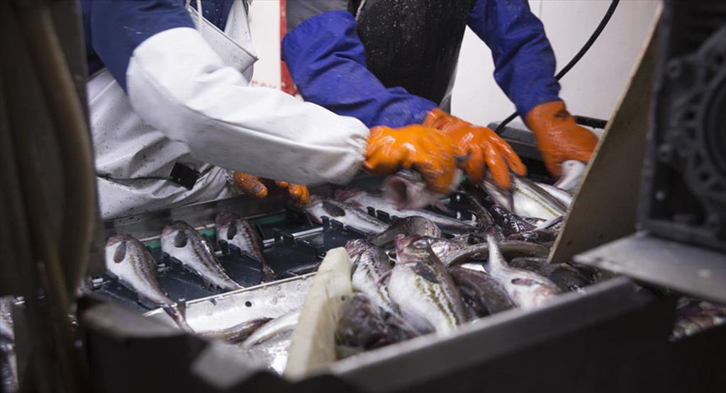 Xu hướng tiêu thụ cá thịt trắng tại các thị trường nhập khẩu lớn trên thế giới