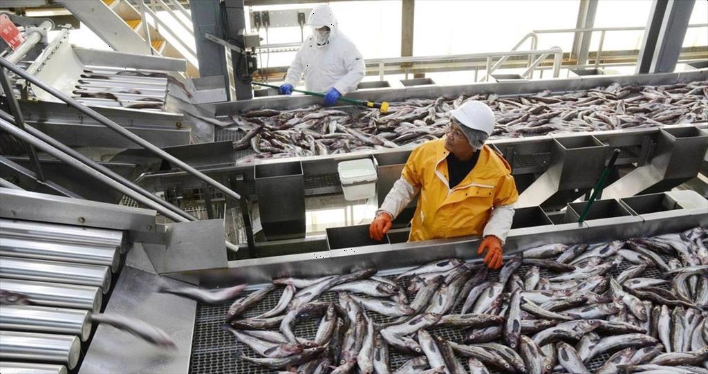 Giá surimi cá minh thái Alaska xuất sang Nhật Bản tăng do đồng yên biến động