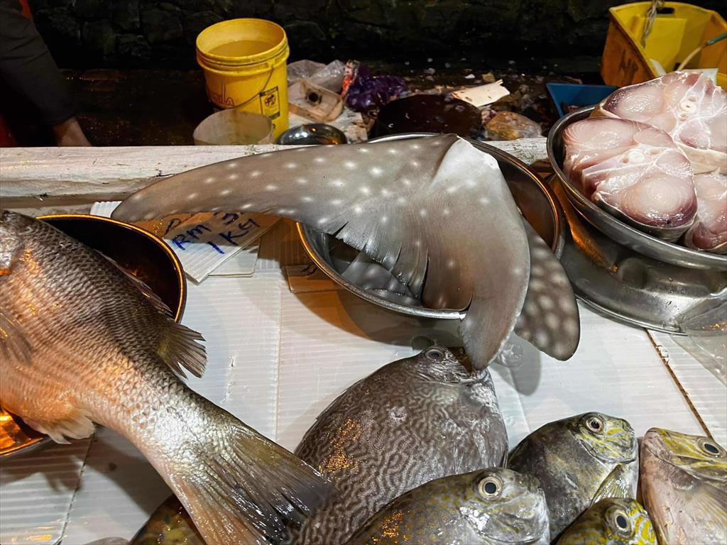 Australia cần cải cách luật để bảo vệ các loài hải sản đang bị đe dọa 