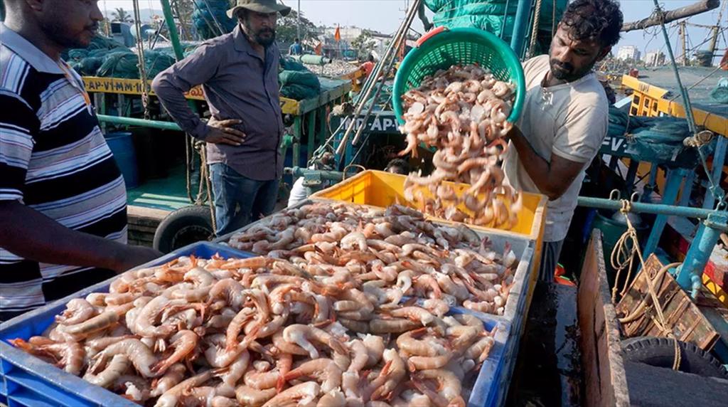 Ấn Độ Xuất khẩu tôm tăng dù nguồn cung nguyên liệu gặp khó