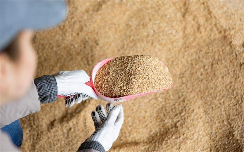 Peru Vụ cá cơm đầu tiên thành công thúc đẩy sản lượng bột cá tăng trở lại