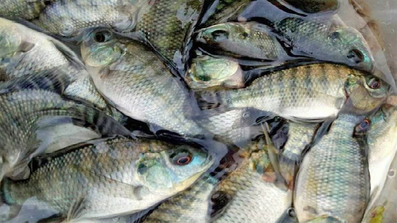 Triển khai mô hình nuôi cá rô phi thương phẩm