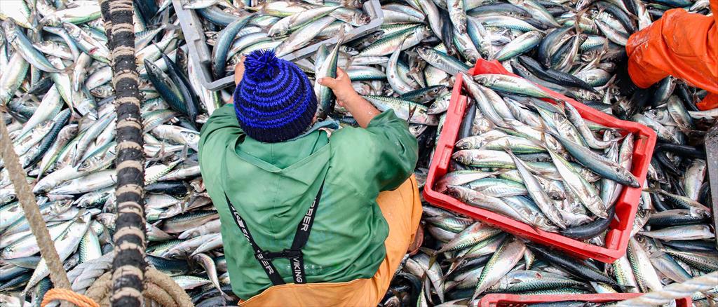 Sản lượng thủy sản của Ả Rập Xê Út tăng vọt trong năm 2023