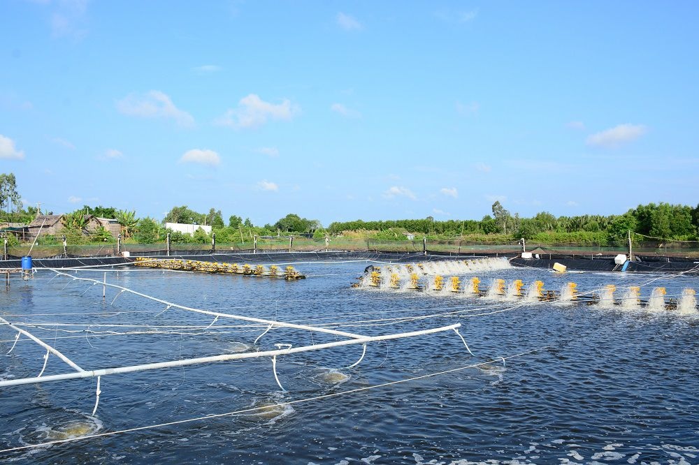 Press Release VASEP Reaffirms Commitment to Sustainable Development in the Shrimp Industry 