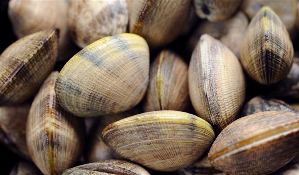 Rising demand drives Vietnams clam exports