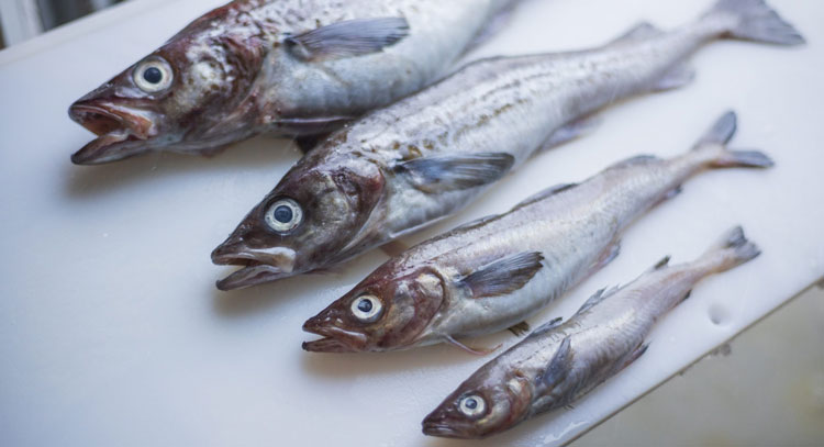 Nhập khẩu cá minh thái đông lạnh của Hàn Quốc tăng 14% trong tháng 92024