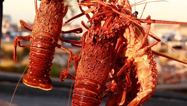 Australia-Trung Quốc nhất trí nối lại xuất nhập khẩu tôm hùm đá sống