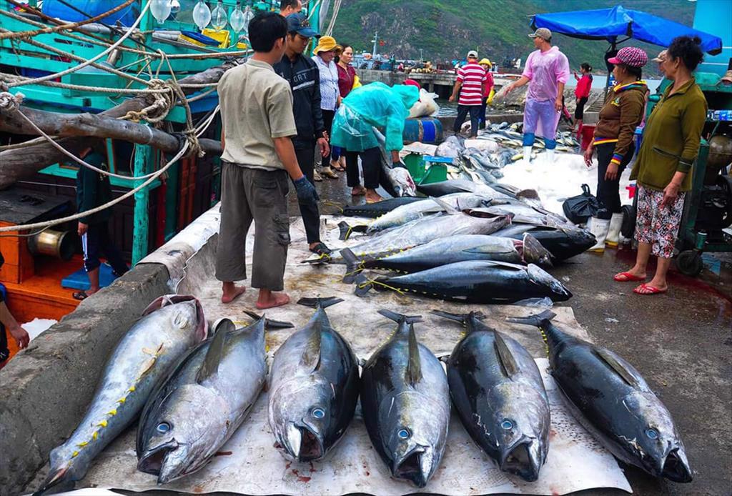 Vietnam’s exports of frozen tuna meatloin continue to surge