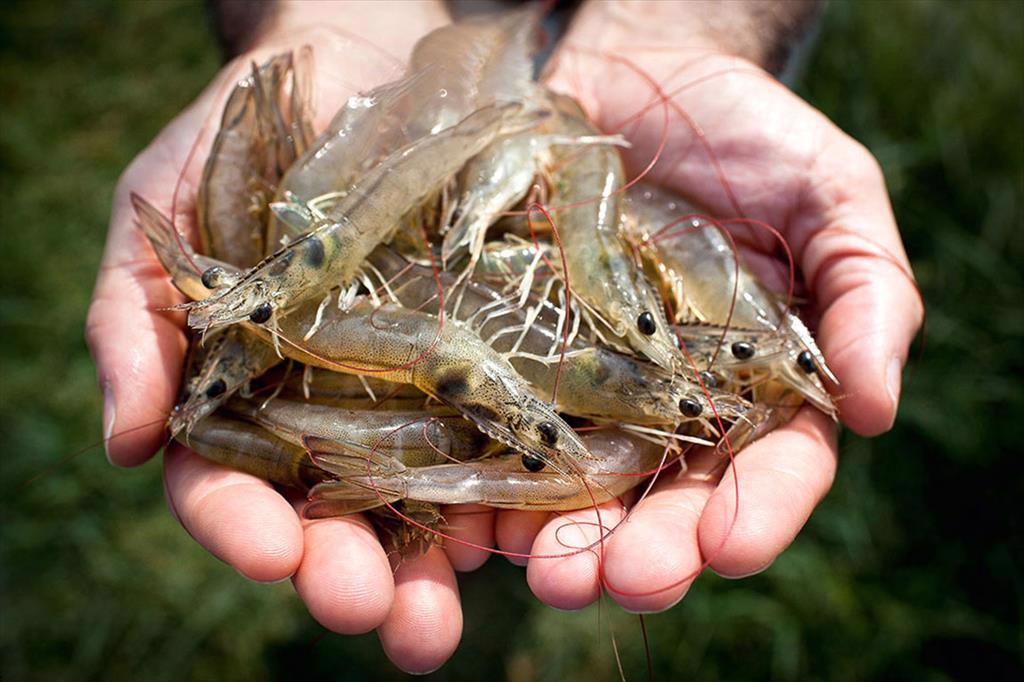 Nhiều thách thức để trở thành thủ phủ ngành công nghiệp tôm