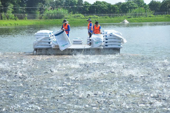 Cần Thơ Giá cá tra giống biến động liên tục