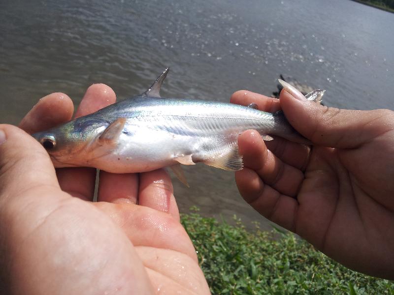 Cần duy trì nguồn giống cá tra chất lượng cao để đạt mục tiêu XK năm 2024