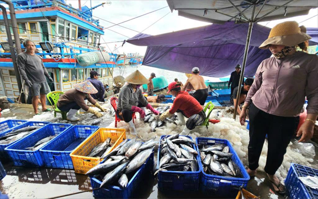 Giá cá ngừ vằn giảm mạnh, ngư dân gặp khó