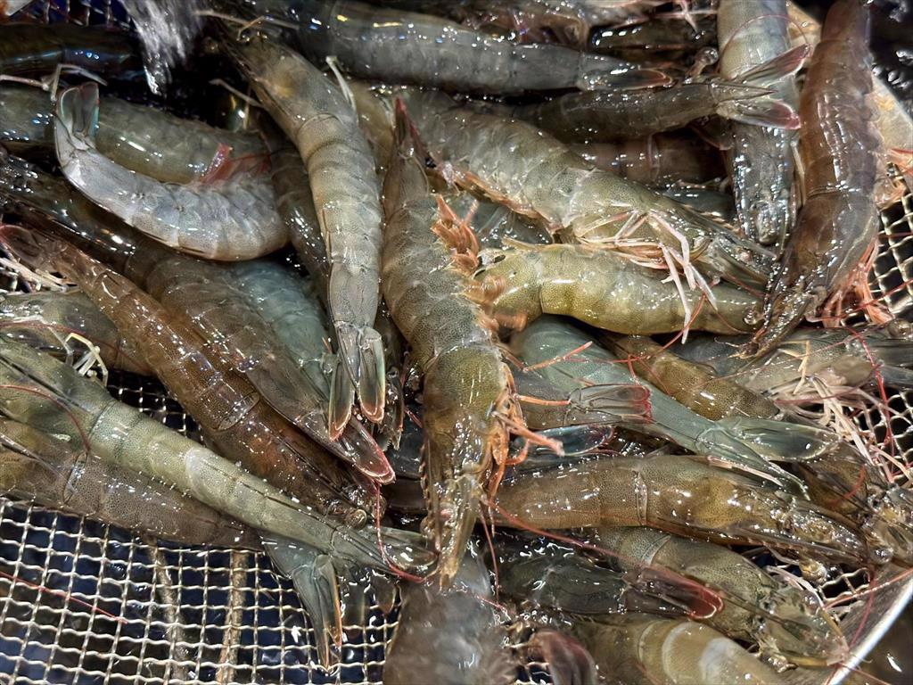 Bến Tre Province Intensive shrimp farming models yield high efficiency