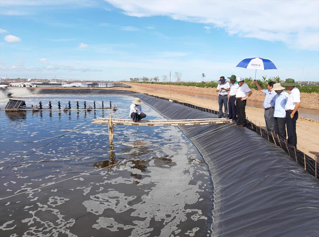 Phát triển nuôi thủy sản trong ao nuôi tôm