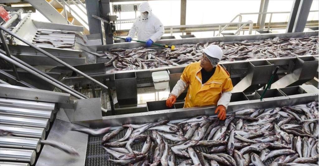 Giá cá minh thái HG của Nga khó có thể tăng mạnh trong năm 2025