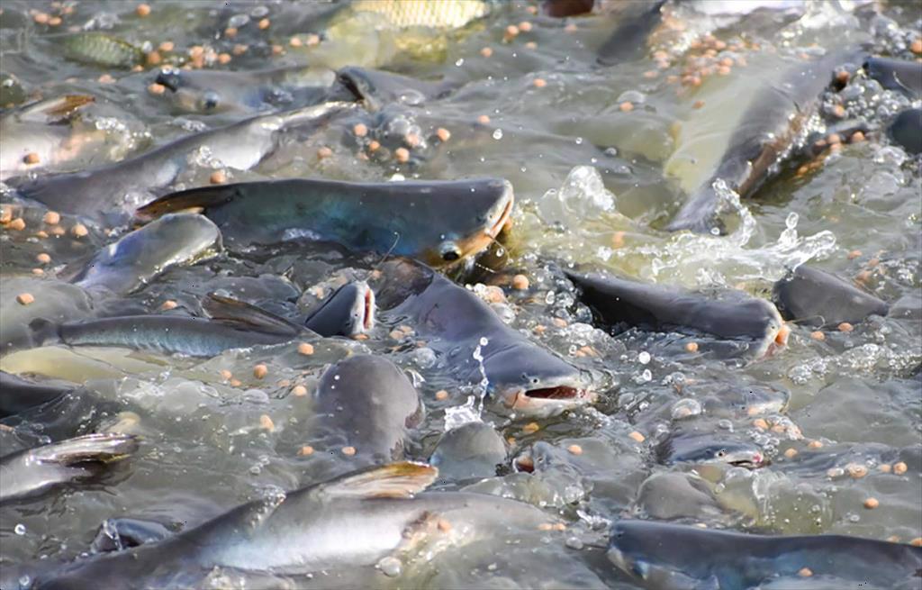 Will Brazil be a promising market for Vietnam’s value-added pangasius products