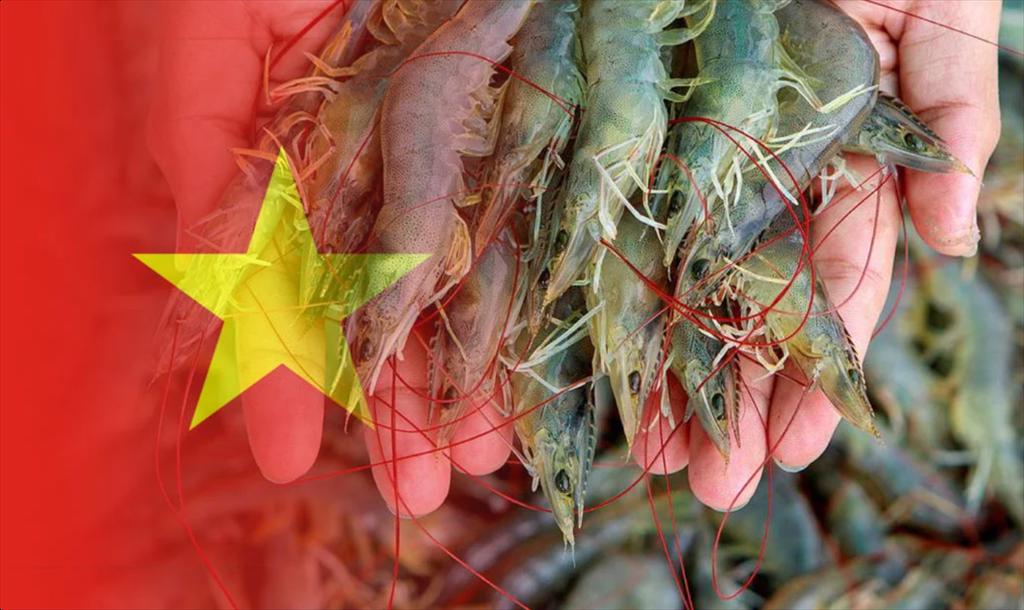 Vietnamese shrimp asserts its quality in the EU market