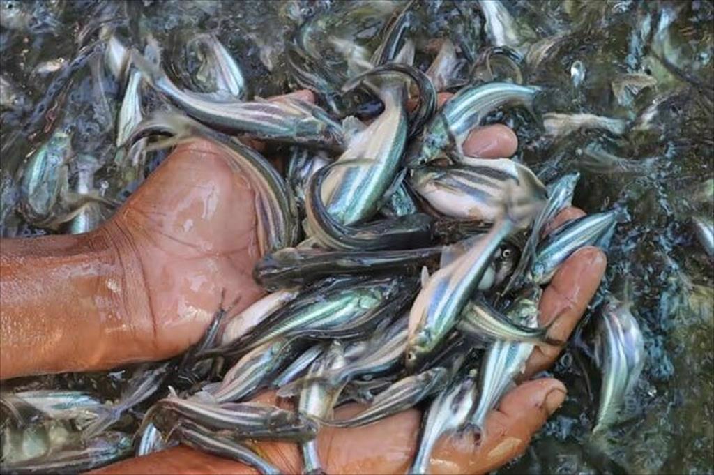 Tìm giải pháp phát triển bền vững sản xuất giống cá tra 