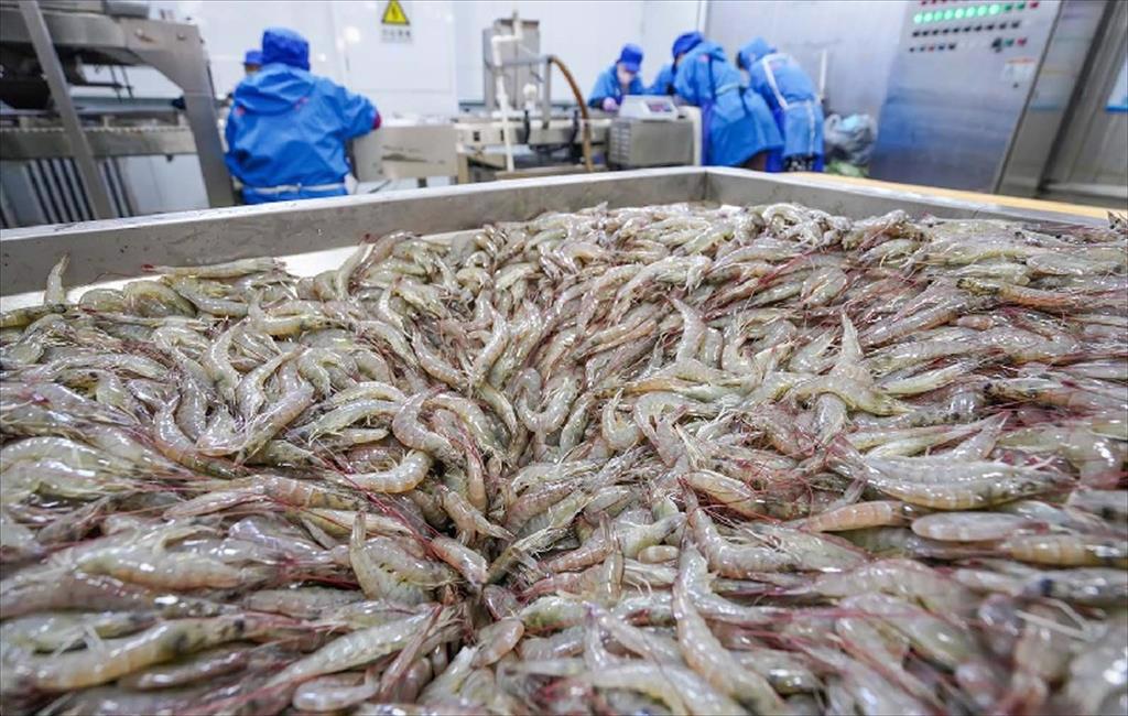 Nhập khẩu tôm của Trung Quốc giảm 24% trong tháng 92024 