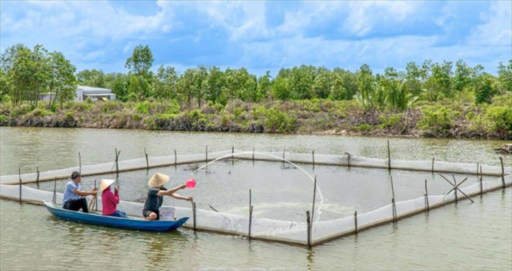 Ca Mau province Shrimp output reaches 208,495 tons as of October 17