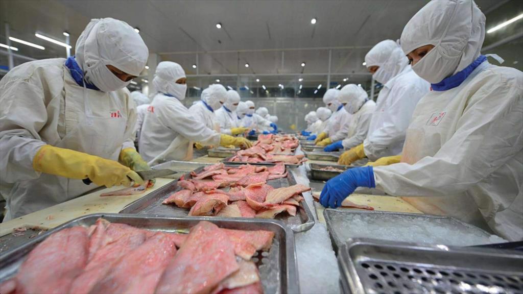 Tồn kho cá tra tại Mỹ giảm mạnh, kỳ vọng Thủy sản Vĩnh Hoàn (VHC) hưởng lợi lớn