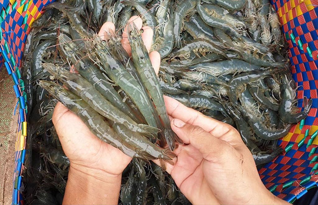 Doanh nghiệp tôm và cá tra bội thu trong quý III