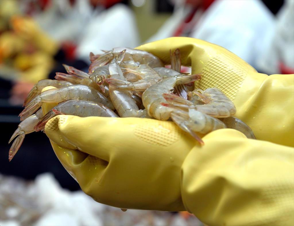 Sản lượng tôm nuôi dự kiến đạt hơn 6 triệu tấn vào năm 2025 