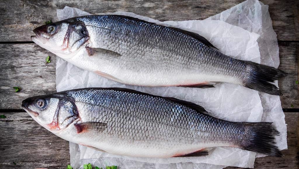 Rabobank Sản lượng cá chẽm và cá tráp Địa Trung Hải tăng trưởng chậm lại 