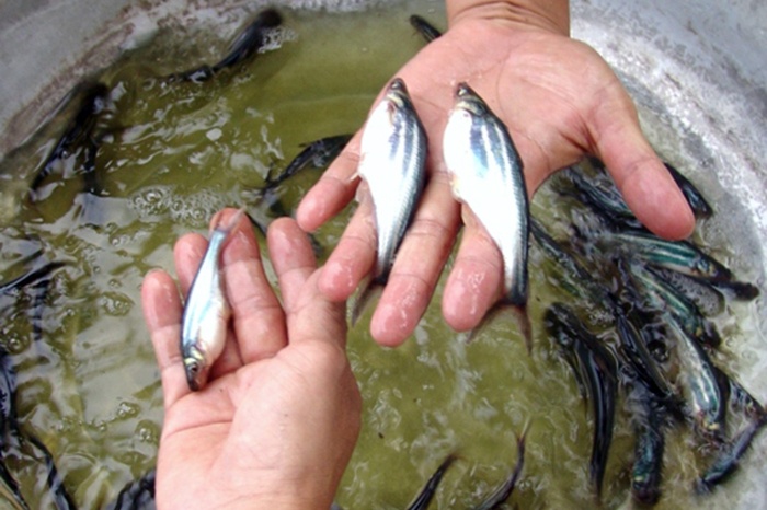 Phấn đấu ương dưỡng giống cá tra hao hụt dưới 85%