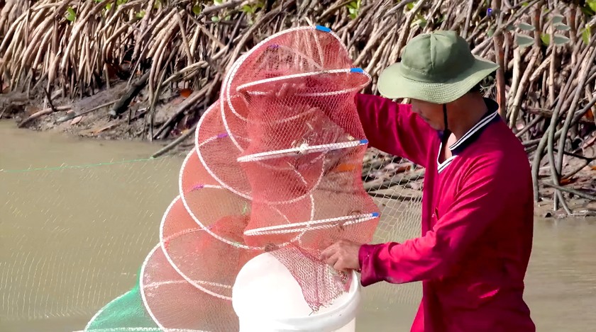 Ecological shrimp farming under mangrove forests in Ca Mau yields high efficiency