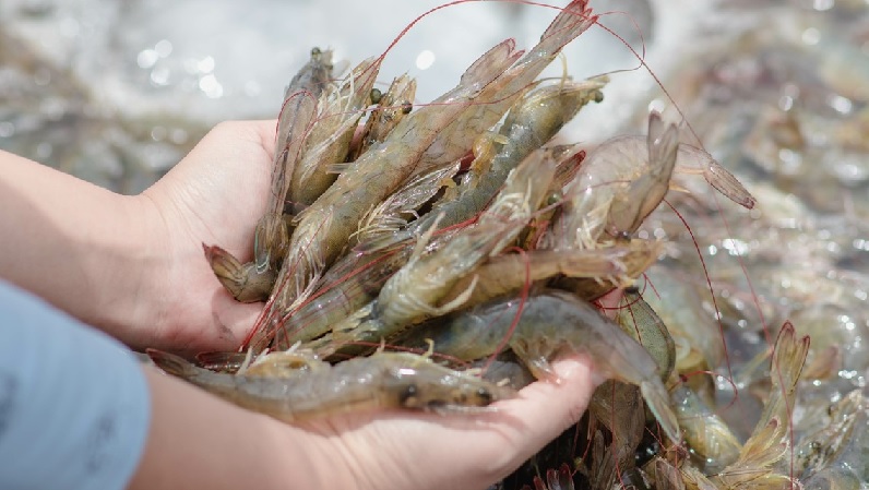 Rabobank Triển vọng ngành tôm toàn cầu khó đoán khi cạnh tranh tăng, thị trường biến động