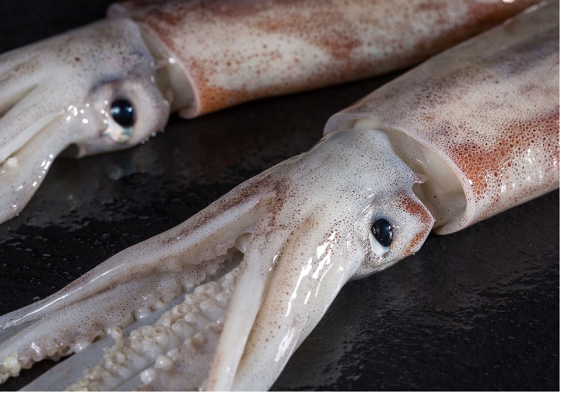 Argentina Xuất khẩu mực ống illex giảm mạnh