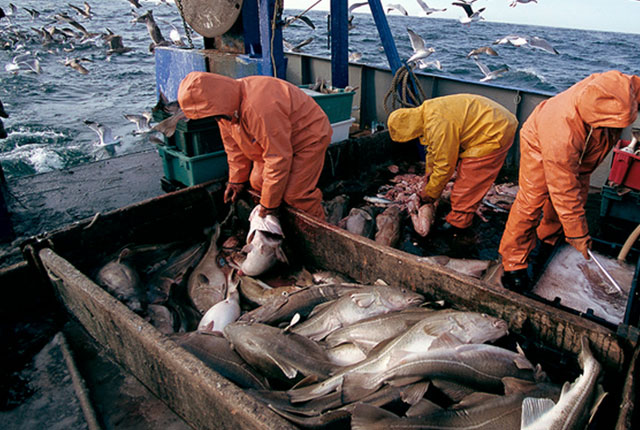 Đề xuất cắt giảm hạn ngạch cá tuyết ở miền Nam Newfoundland