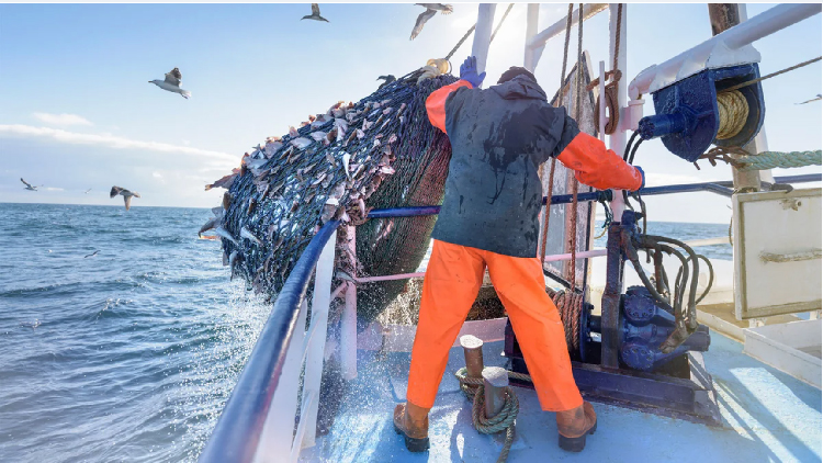 Giá cá haddock và cá tuyết HG tiếp tục tăng cao