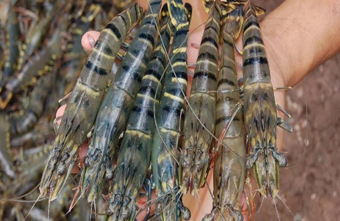 Sao Ta Foods’ October sales reach $23.25 million