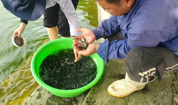 Ứng dụng công nghệ Biofloc vào nuôi cá rô phi thâm canh 