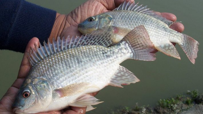 Giá cá thịt trắng tại An Giang