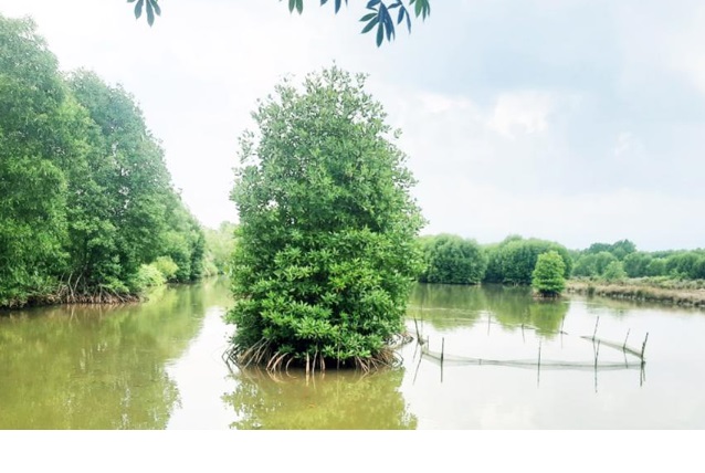 Cà Mau Province accelerates digital transformation and develops green industry