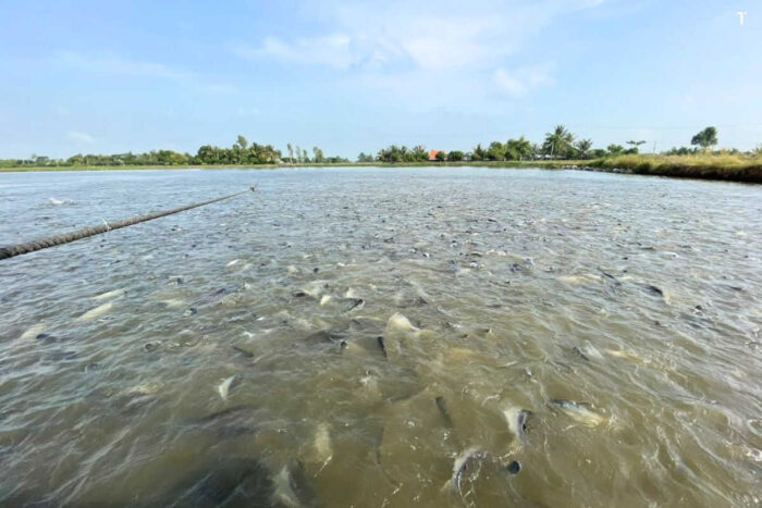 Dong Thap pangasius “Green journey – Green Value”