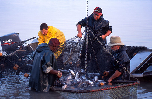 USDA công bố các đợt đấu thầu cho thủy sản Alaska năm 2025