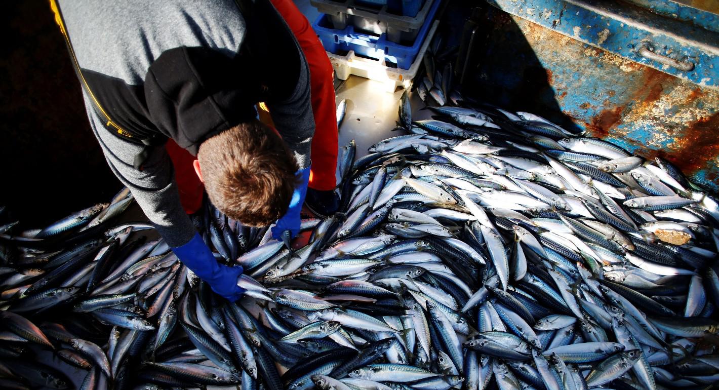 Kêu gọi áp dụng phương pháp quản lý đa loài đối với tình trạng đánh bắt quá mức ở Đông Bắc Đại Tây Dương