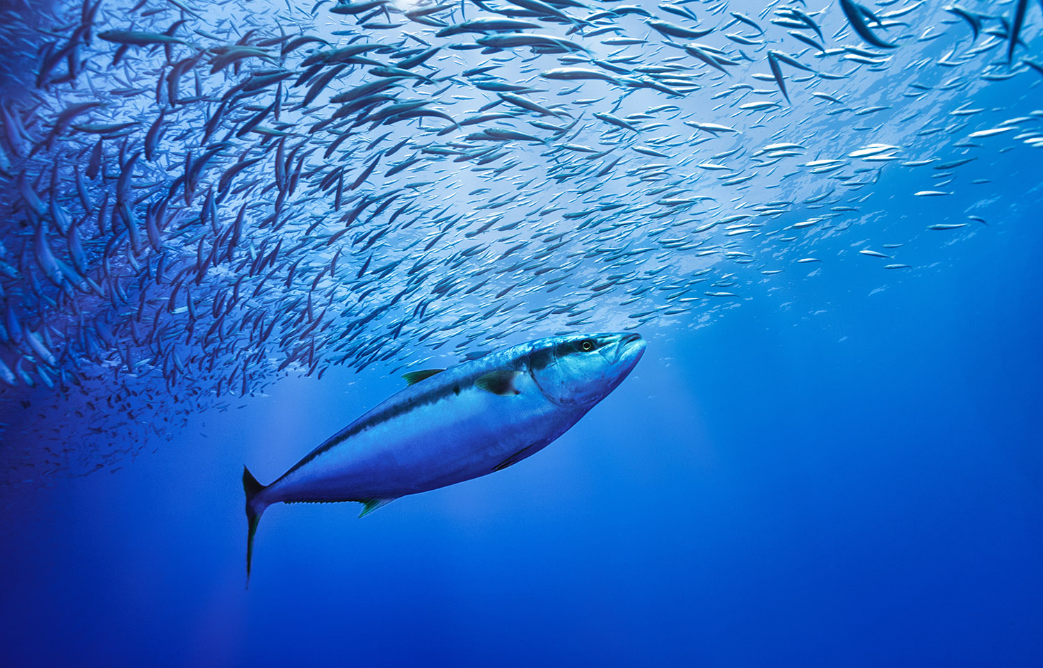 Các nhóm nghề cá EU ủng hộ lệnh cấm khai thác biển sâu