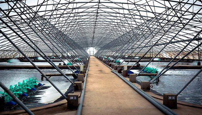 Trung Quốc tiếp tục mở rộng nuôi tôm nhà kính